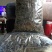 百年大树茶特级
