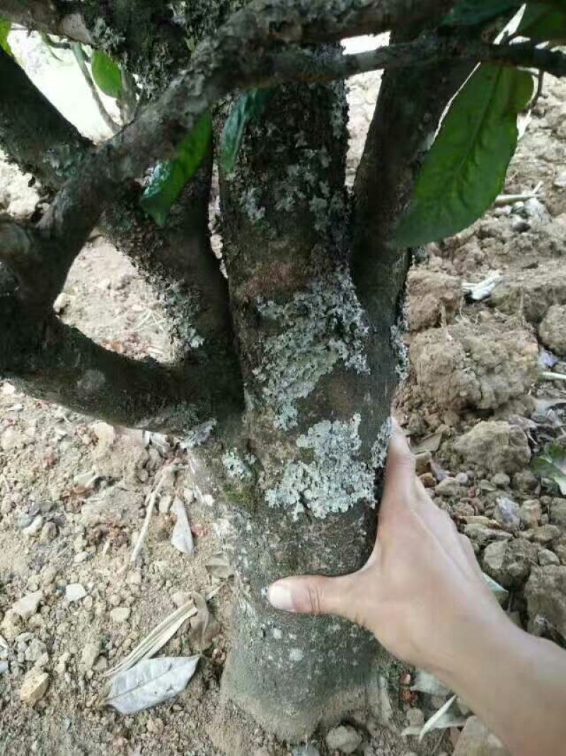 百年大树茶特级