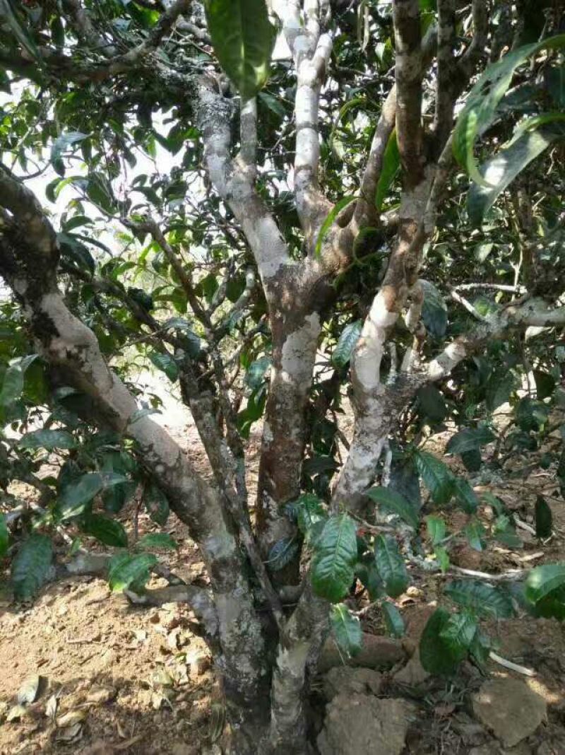 百年大树茶特级