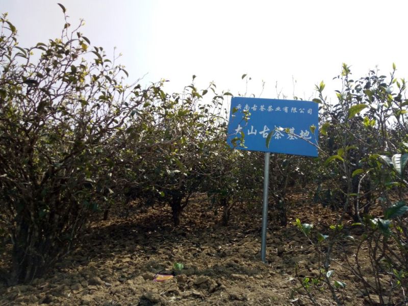 百年大树茶特级