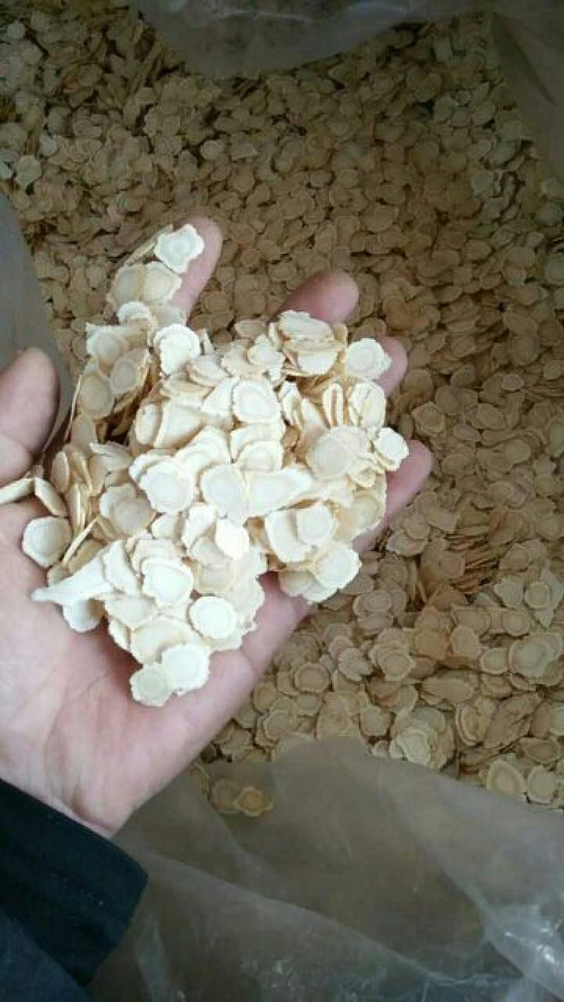 西洋参选货