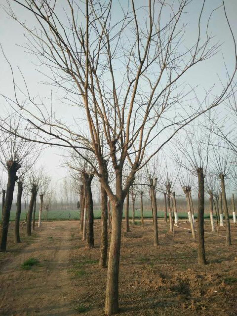 国槐16~18cm16~18cm3米以上