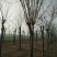 国槐16~18cm16~18cm3米以上