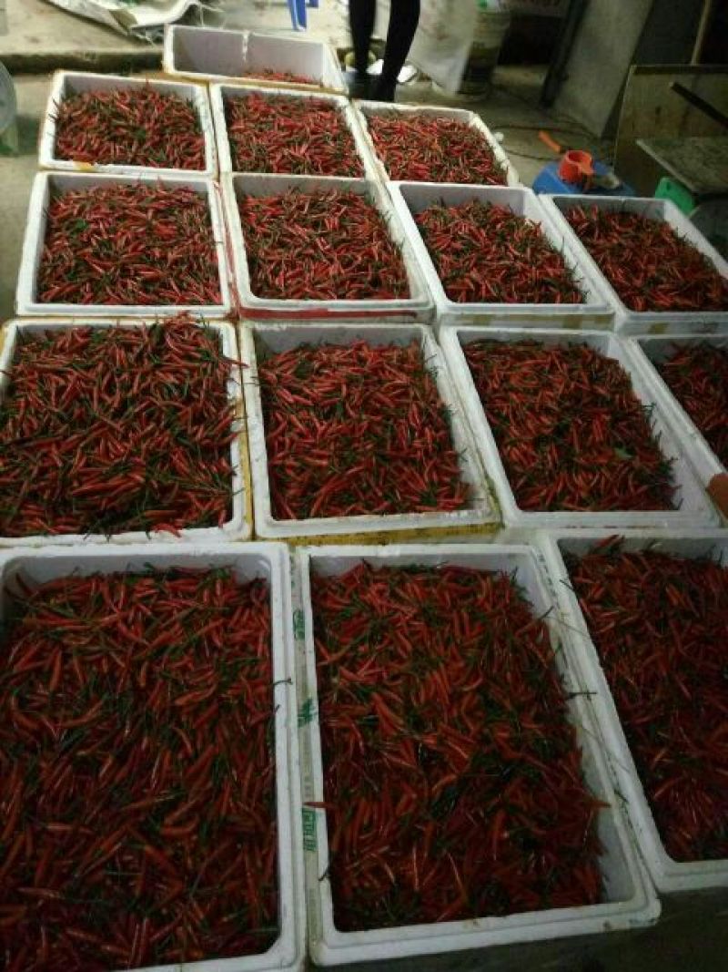 朝天椒5~10厘米红中辣
