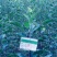 美国蛇果苹果树苗花牛苹果树苗