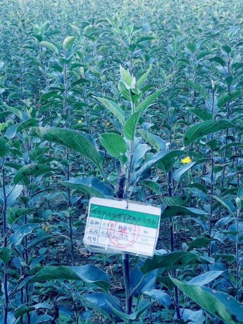 美国蛇果苹果树苗花牛苹果树苗
