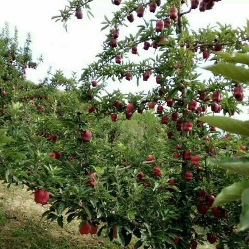 美国蛇果苹果树苗花牛苹果树苗