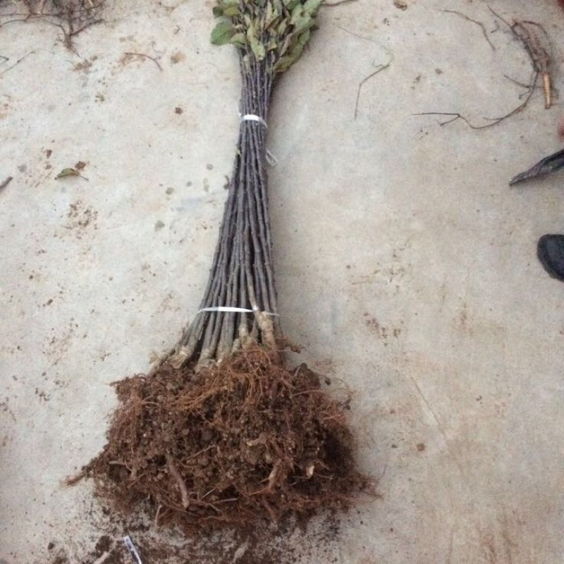 美国蛇果苹果树苗花牛苹果树苗