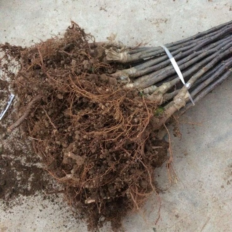 美国蛇果苹果树苗花牛苹果树苗