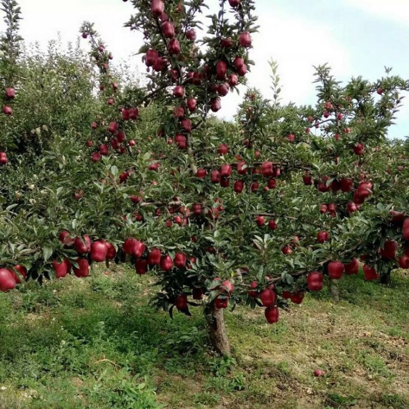 美国蛇果苹果树苗花牛苹果树苗
