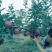 美国蛇果苹果树苗花牛苹果树苗