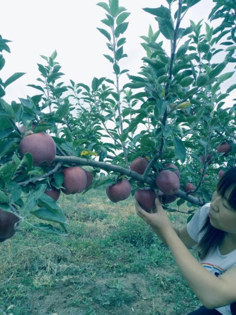 美国蛇果苹果树苗花牛苹果树苗