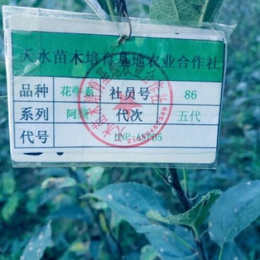 美国蛇果苹果树苗花牛苹果树苗