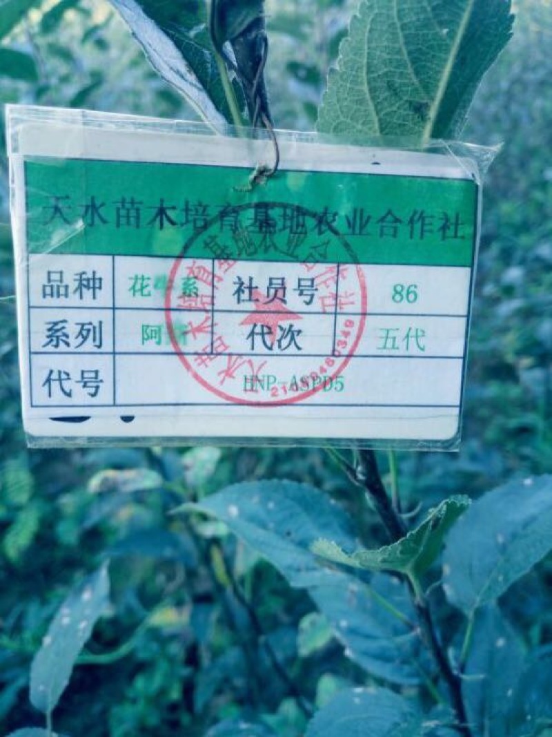 烟富六号苹果树苗
