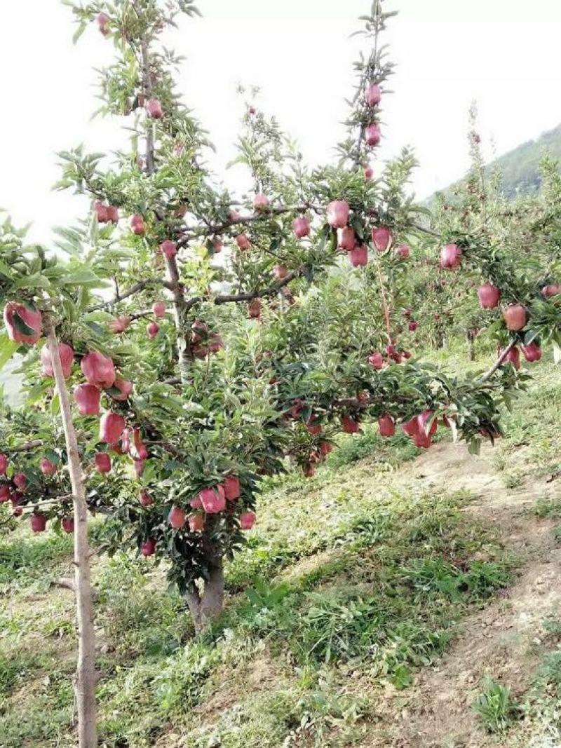烟富六号苹果树苗