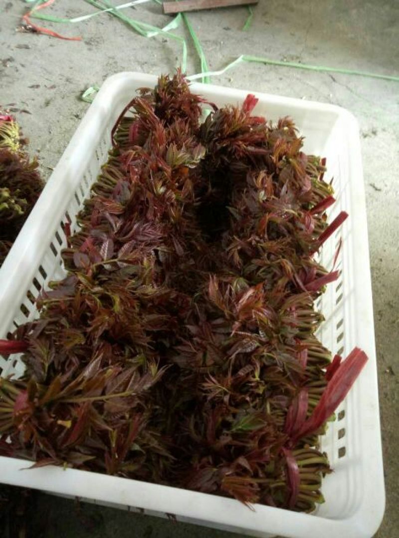 红油6号香椿20cm以下