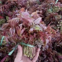 红油6号香椿20cm以下