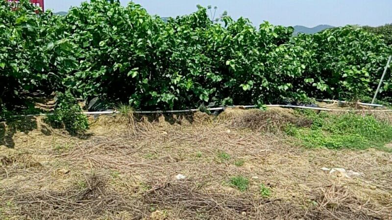 台湾长果桑树苗大果桑，四季果桑60cm