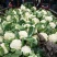 菜花2斤紧密乳白质量好价位合适希望前来洽谈