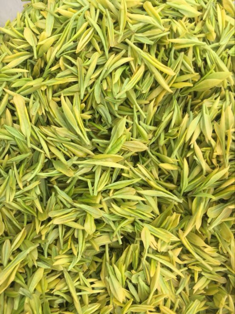 金花茶叶