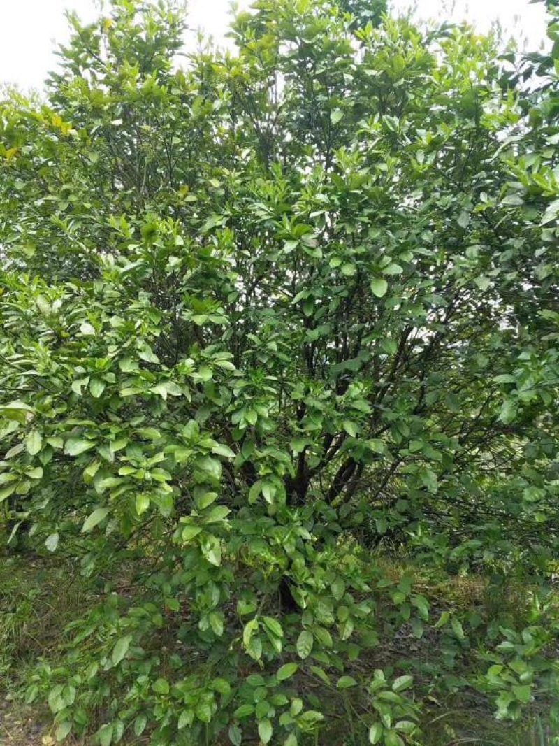 柚子树
