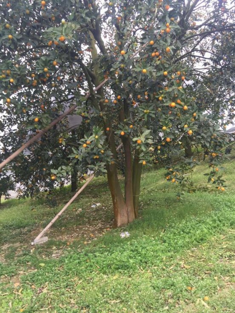 桔子树