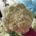 山东大棚有机花菜花适中乳白供应之中货源充足质量保证