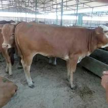 鲁西黄牛200~300kg