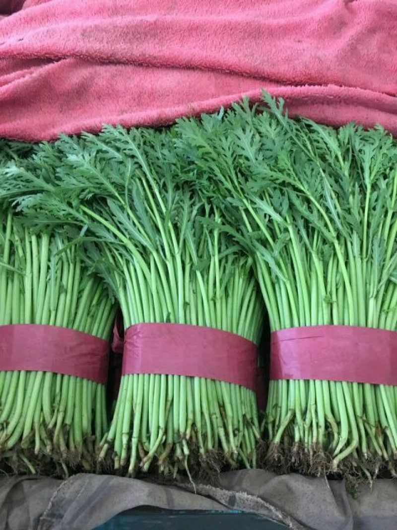 大叶菠菜15~20厘米