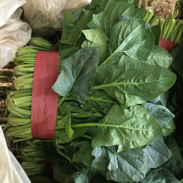 大叶菠菜15~20厘米