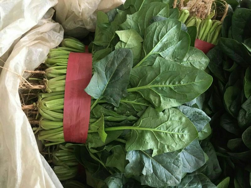 大叶菠菜15~20厘米
