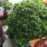 大叶菠菜15~20厘米