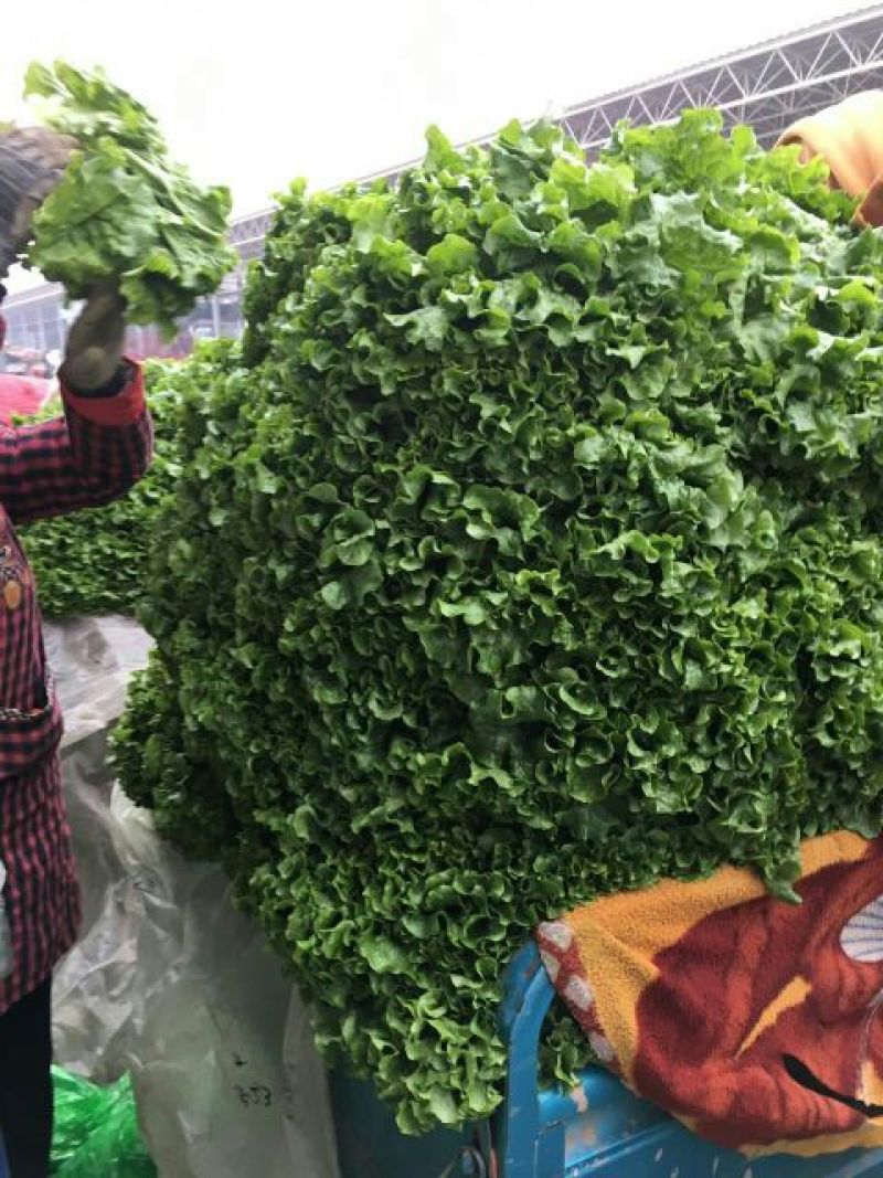 大叶菠菜15~20厘米