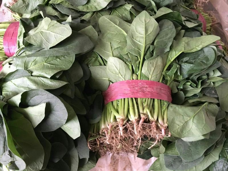 大叶菠菜15~20厘米