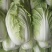大白菜4~6斤毛菜
