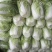 大白菜4~6斤毛菜