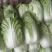 大白菜4~6斤毛菜