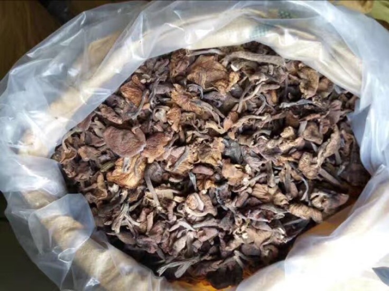 榛蘑