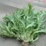 苦菊20~25cm