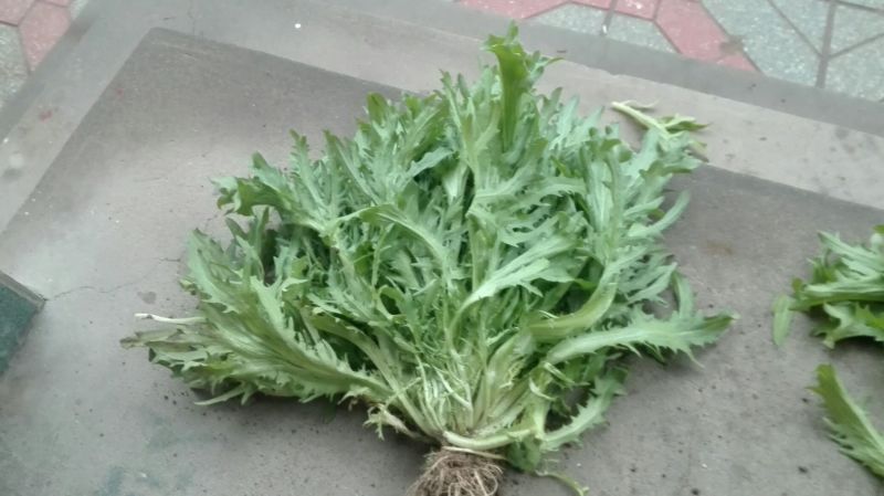 苦菊20~25cm