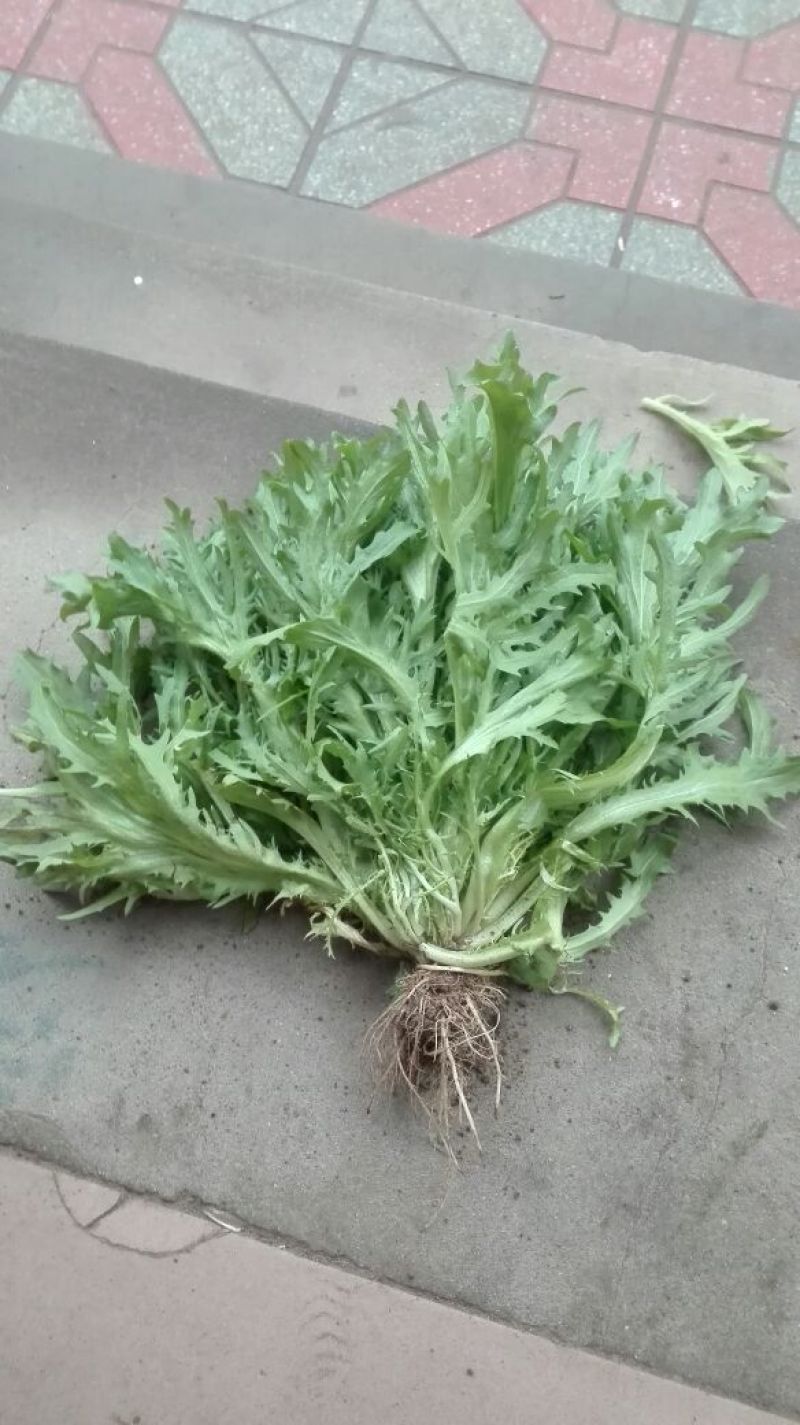 苦菊20~25cm