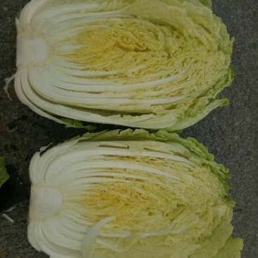 秋黄白菜7斤以上毛菜