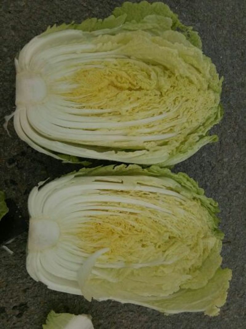 秋黄白菜7斤以上毛菜
