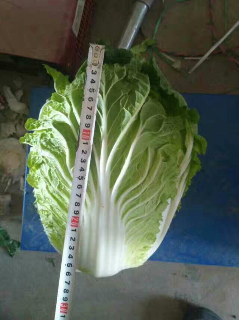 菊锦春白菜净菜4~6斤