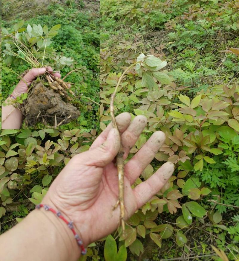 牡丹苗、观赏牡丹苗、油牡丹苗10~20cm