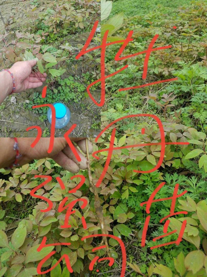 牡丹苗、观赏牡丹苗、油牡丹苗10~20cm