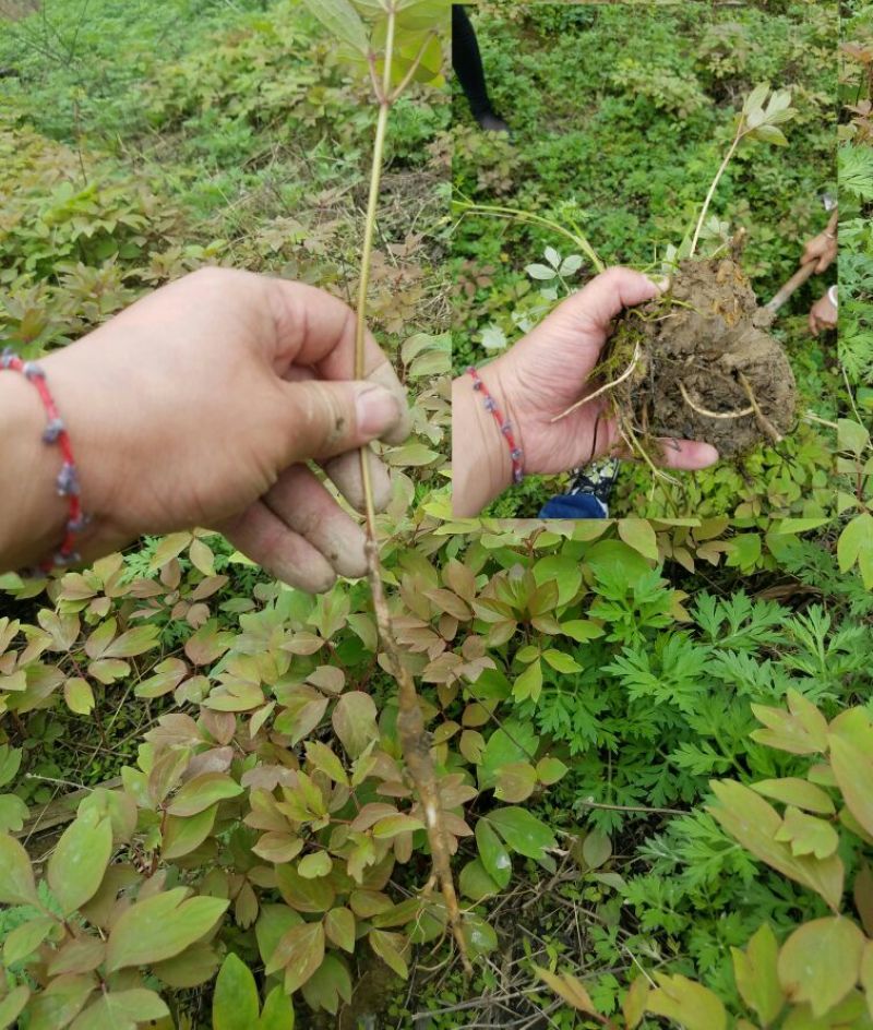 牡丹苗、观赏牡丹苗、油牡丹苗10~20cm