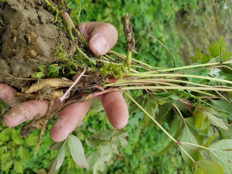 牡丹苗、观赏牡丹苗、油牡丹苗10~20cm