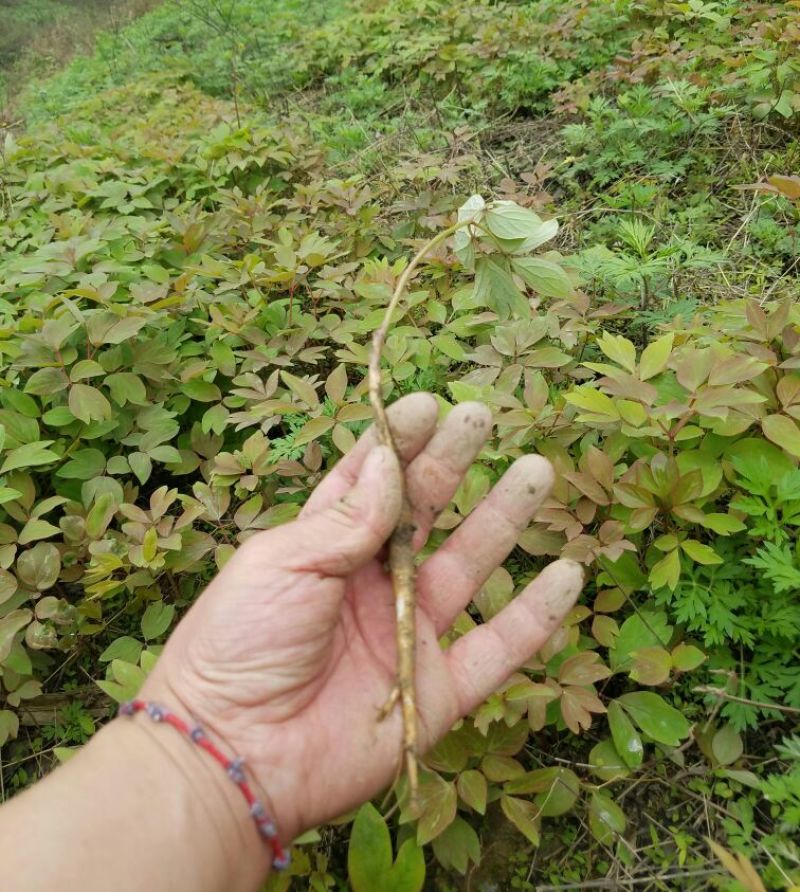 牡丹苗、观赏牡丹苗、油牡丹苗10~20cm