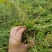 牡丹苗、观赏牡丹苗、油牡丹苗10~20cm